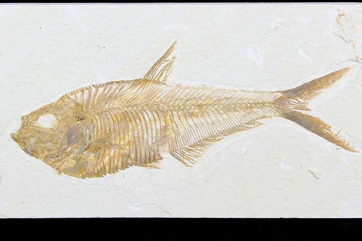 Excellent, Diplomystus Fossil Fish - Wyoming #77797
